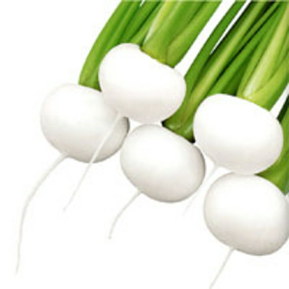 食味最高！！晩抽性で秋〜春蒔きできる根こぶ病抵抗性の小カブ