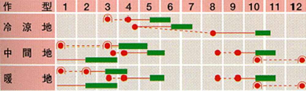 CR白雪(中カブ) 1dl かぶ カブ 蕪 武蔵野交配【武蔵野種苗 種 たね タネ 】【通常5...