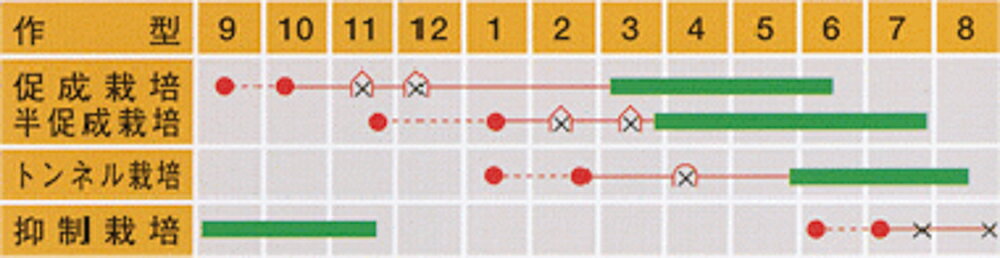 花吹雪 20ml トマト とまと 蕃茄 武蔵野交配【武蔵野種苗 種 たね タネ 】【通常5...