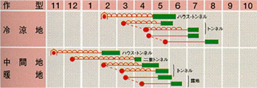 三富 1dl 大根 ダイコン だいこん 武蔵野交配【武蔵野種苗 種 たね タネ 】【通常5...