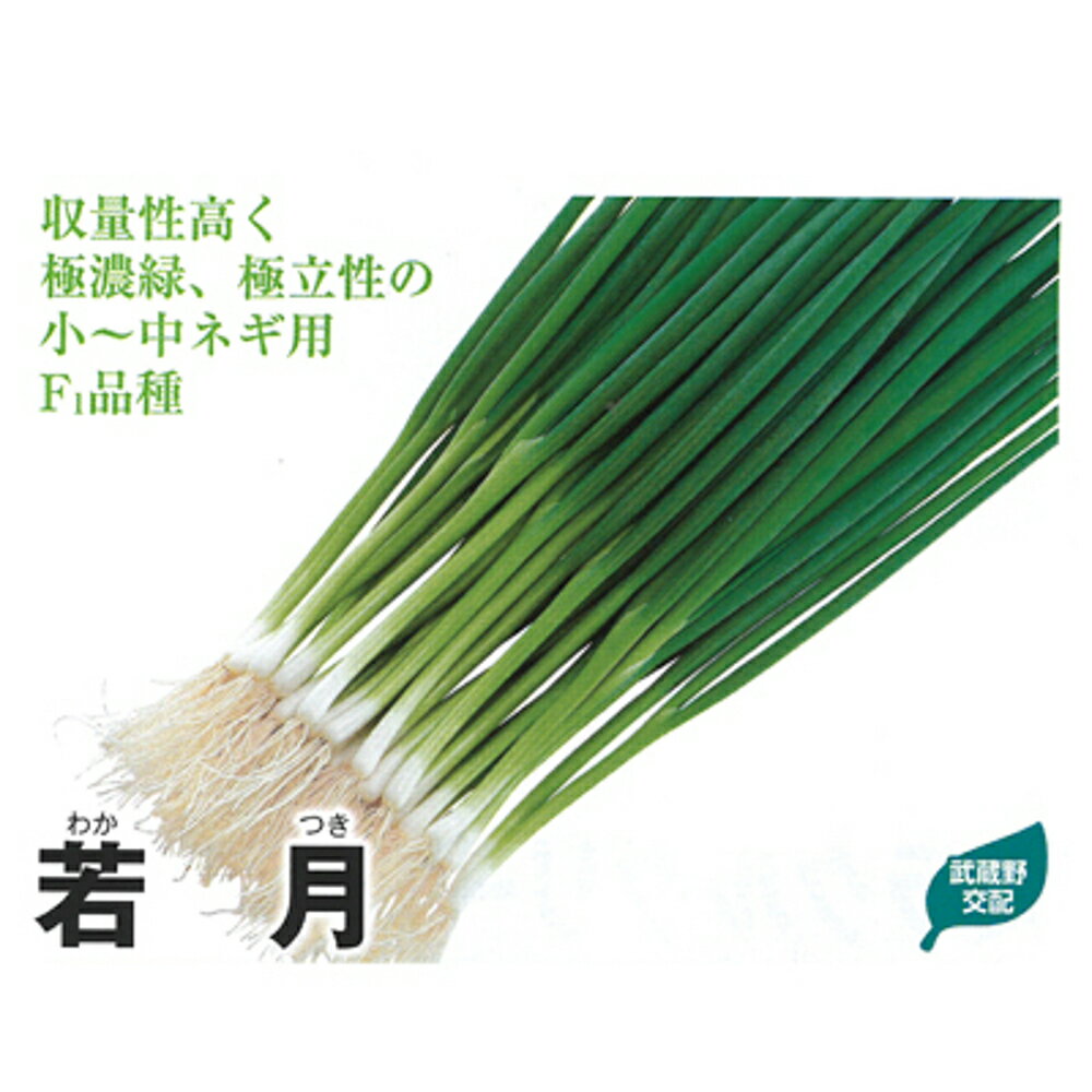 若月 1L 葱 ネギ ねぎ 武蔵野交配【武蔵野種苗 種 たね タネ 】【通常5倍 5のつく日はポイント10倍】