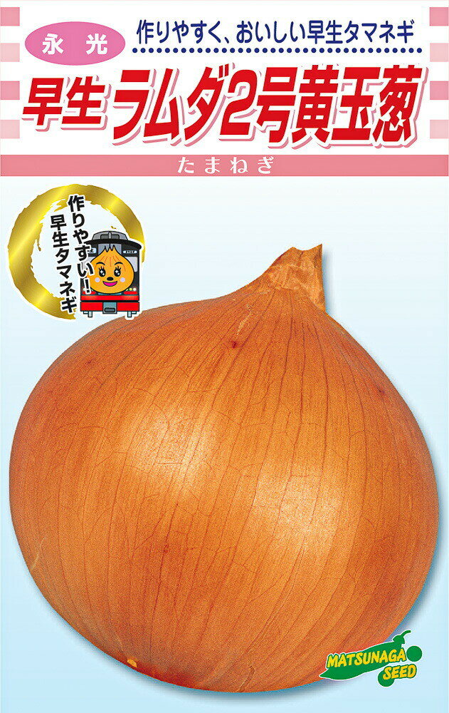 永光 早生　ラムダ二号　20ml詰 玉ねぎ たまねぎ 玉葱 タマネギ【松永種苗 種 たね タネ】【通常5倍 5のつく日はポイント10倍】