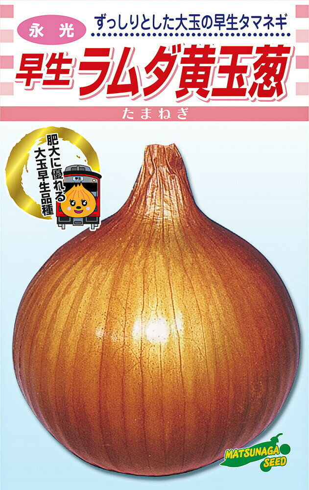 永光 ラムダ黄　20ml詰 玉ねぎ たまねぎ 玉葱 タマネギ【松永種苗 種 たね タネ】【通常5倍 5のつく日..