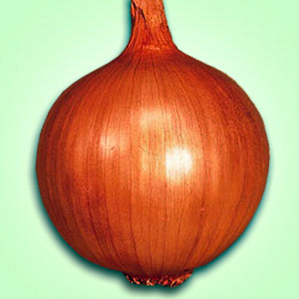 ホールド（中晩生）　2dl詰 玉ねぎ たまねぎ 玉葱 タマネギ 一代交配　【松永種苗 ...