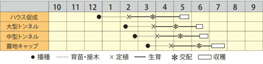 姫新月 200粒詰 スイカ すいか 西瓜 宇治交配 【丸種 種 たね タネ】【通常5倍 5のつく日はポイント10倍対象外商品ポイント3倍固定商品】 2