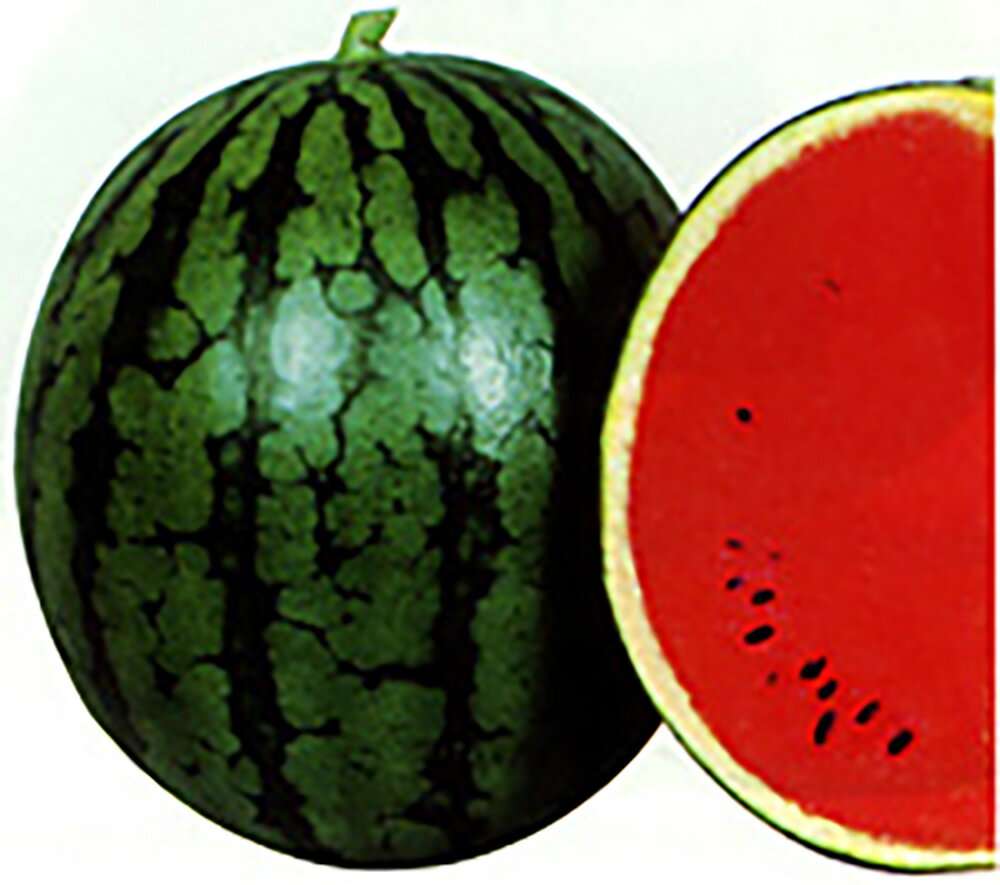 樂天商城 - ホーム姫甘泉 200粒詰 スイカ すいか 西瓜 宇治交配 【丸種 種 たね タネ】【通常5倍 5のつく日はポイント10倍対象外商品ポイント3倍固定商品】