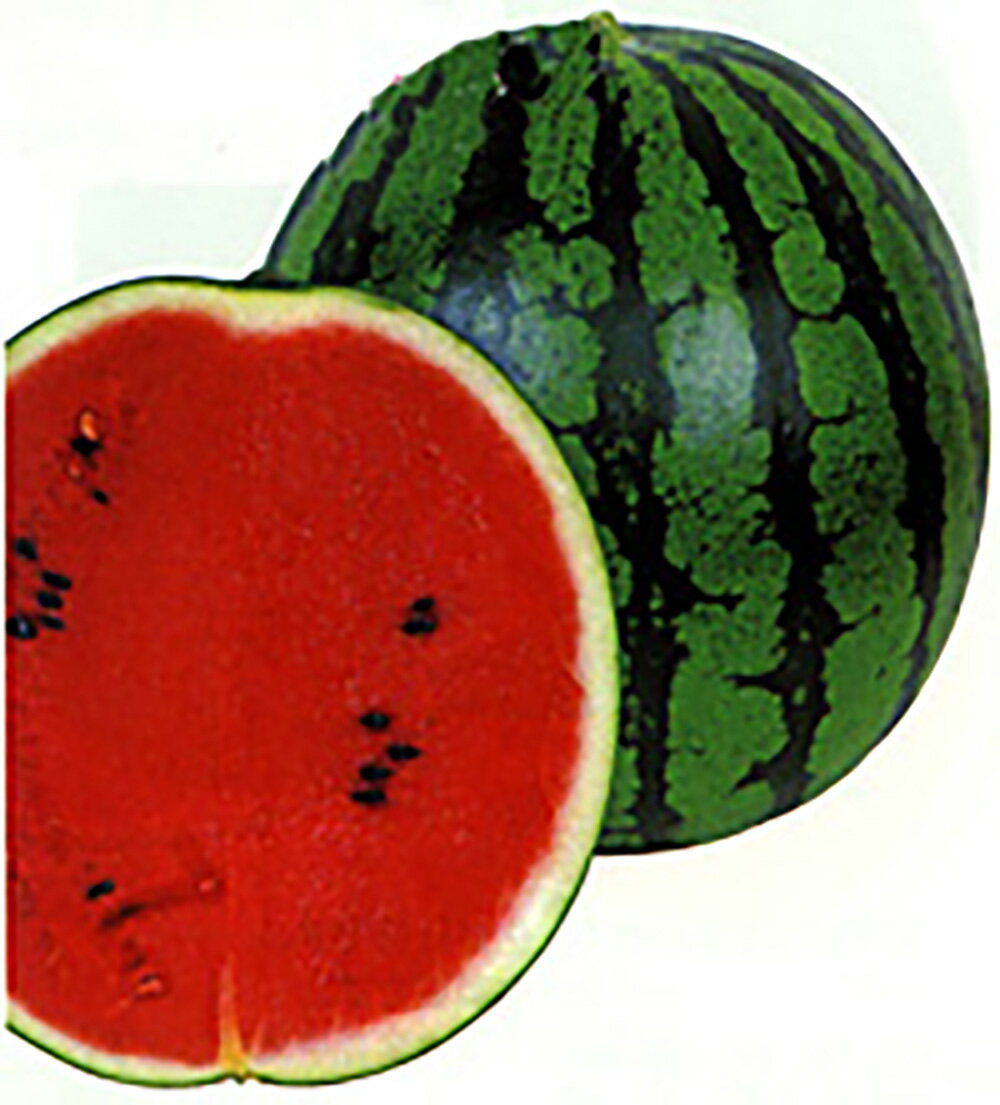 甘湧(かんゆう) 200粒詰 スイカ すいか 西瓜 宇治交配 【丸種 種 たね タネ】【通常5倍 5のつく日はポイント10倍対象外商品ポイント3倍固定商品】