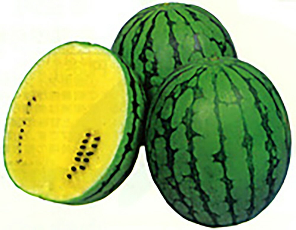 樂天商城 - こだまベビー 200粒詰 スイカ すいか 西瓜 宇治交配 【丸種 種 たね タネ】【通常5倍 5のつく日はポイント10倍対象外商品ポイント3倍固定商品】