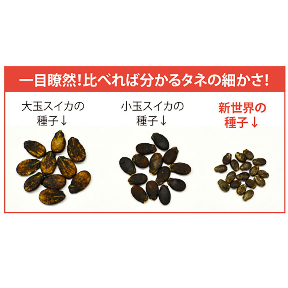 新世界 100粒詰 スイカ すいか 西瓜 宇治交配 【丸種 種 たね タネ】【通常5倍 5の...