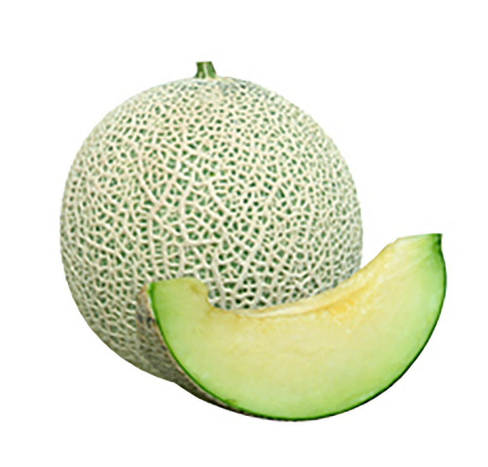 樂天商城 - カスタネット 100粒詰 めろん メロン 舐瓜 宇治交配 【丸種 種 たね タネ】【通常5倍 5のつく日はポイント10倍対象外商品ポイント3倍固定商品】