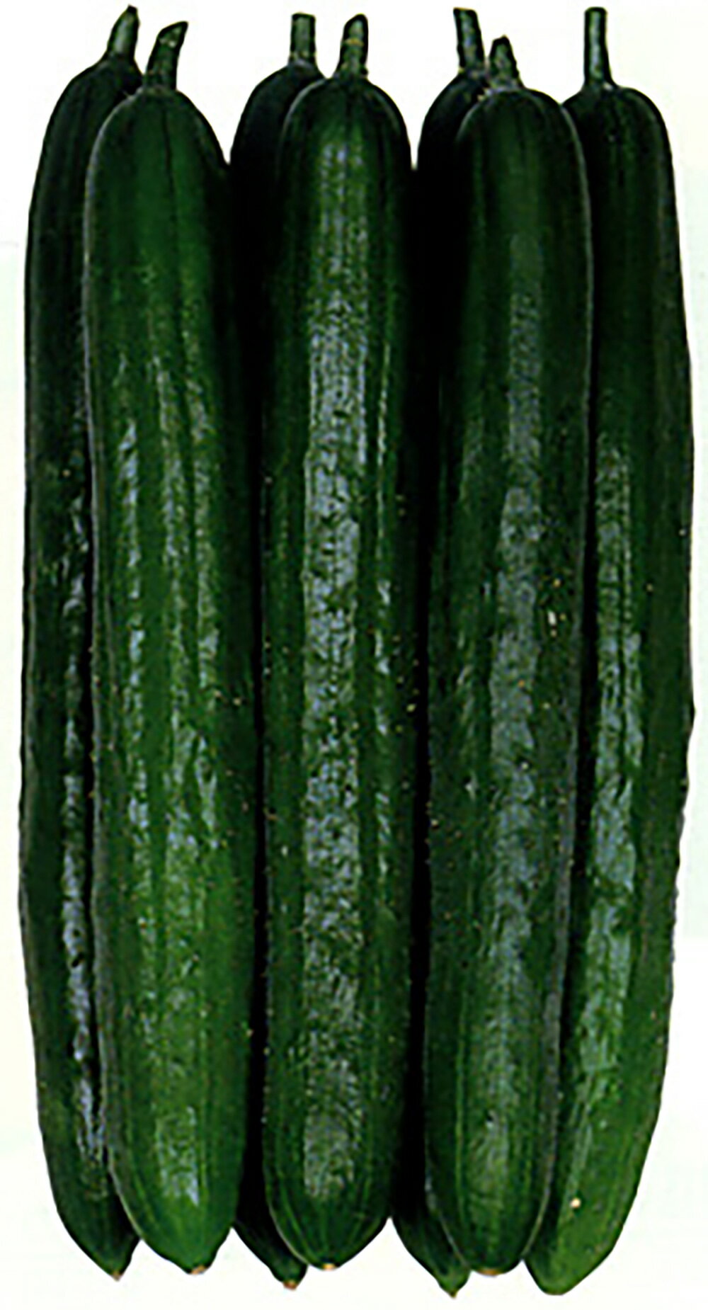 味一角 350粒詰 胡瓜 キュウリ きゅうり味一角 350粒詰 宇治交配 【丸種 種 たね タネ】【通常5倍 5の..