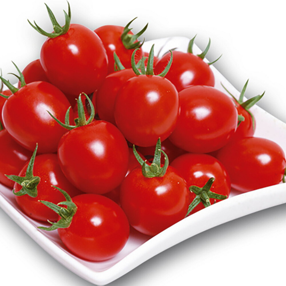 甘っこ 1000粒詰 トマト とまと 蕃茄 宇治交配 【丸種 種 たね タネ】【通常5倍 5のつく日はポイント10倍対象外商品ポイント3倍固定商品】