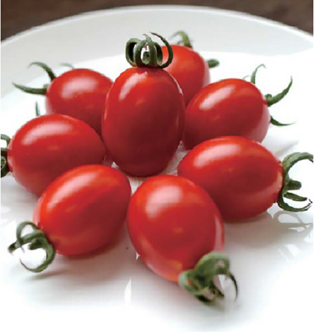 樂天商城 - スーパーなつめっ娘 100粒詰 トマト とまと 蕃茄 宇治交配 【丸種 種 たね タネ】【通常5倍 5のつく日はポイント10倍対象外商品ポイント3倍固定商品】