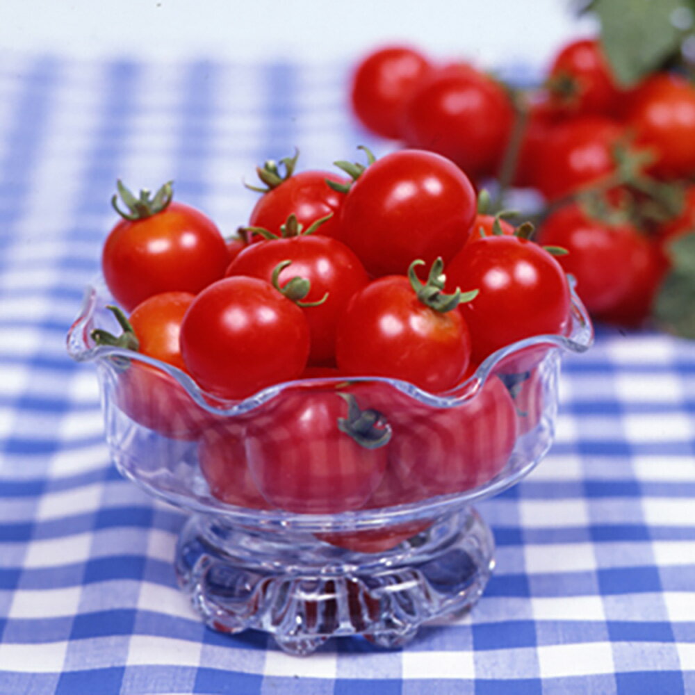 樂天商城 - ちびっこトマト 10ml詰 トマト とまと 蕃茄【丸種 種 たね タネ】【通常5倍 5のつく日はポイント10倍対象外商品ポイント3倍固定商品】