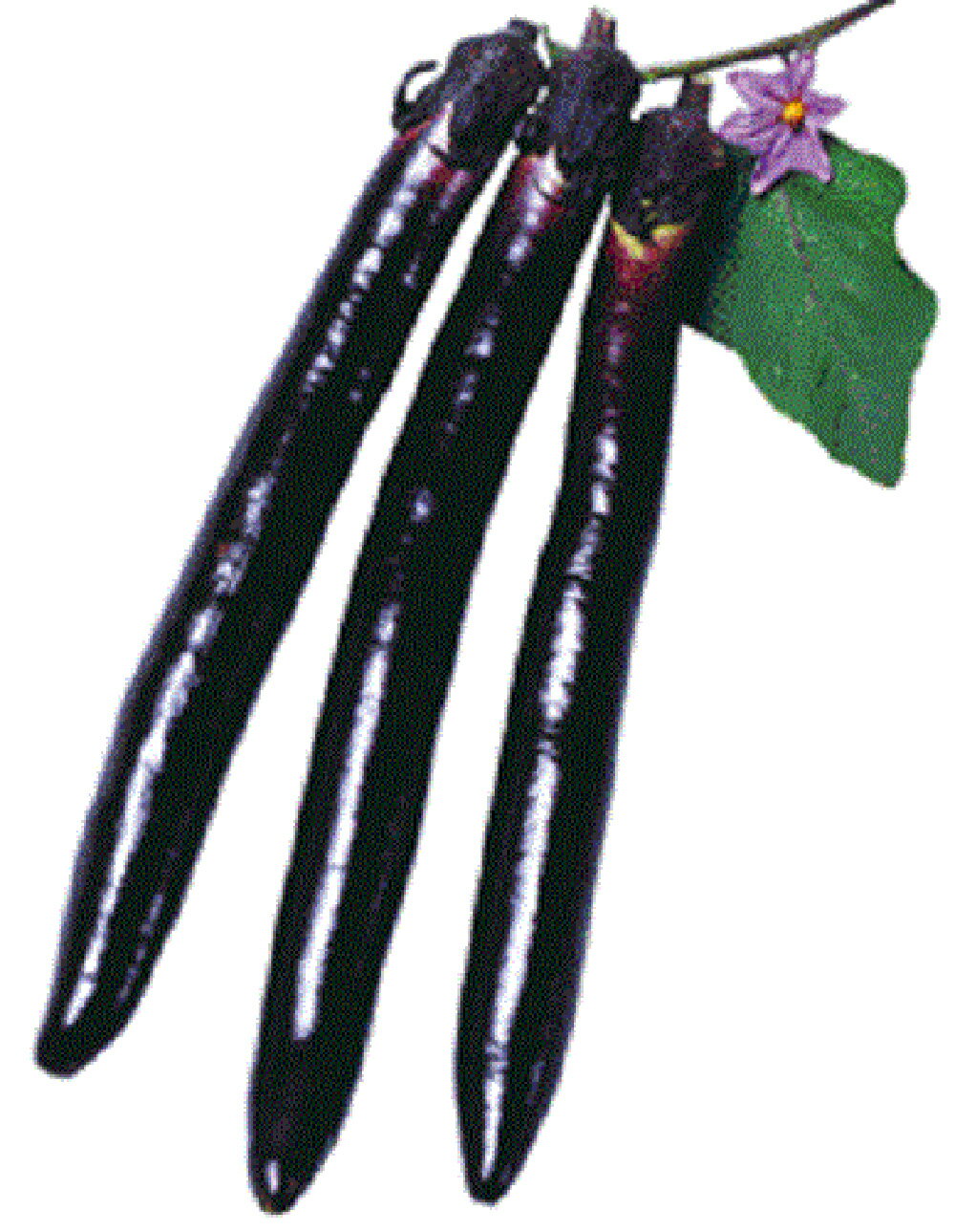 早生長紫 500粒詰 ナス なす 茄子 宇治交配 【丸種 種 たね タネ】【通常5倍 5のつく日はポイント10倍対象外商品ポイント3倍固定商品】