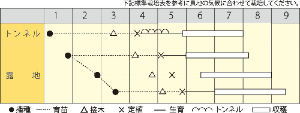 サラダ茄子(宇治交配水の匠) 500粒詰 ナス なす 茄子 宇治交配 【丸種 種 たね タ...