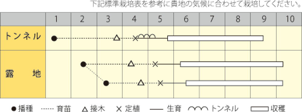 味しらかわ 500粒詰 ナス なす 茄子 宇治交配 【丸種 種 たね タネ】【通常5倍 5の...