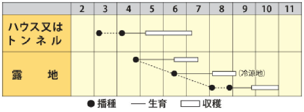 丸莢プロバイダー 1l詰 鞘隠元 サヤインゲン さやいんげん【丸種 種 たね タネ】【...