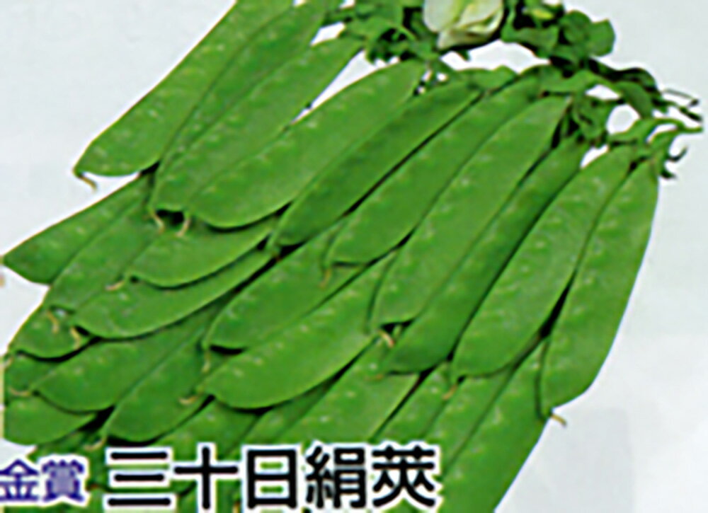 Rakuten - 金賞 三十日絹莢 1L詰 さやえんどう サヤエンドウ 莢豌豆【丸種 種 たね タネ】【通常5倍 5のつく日はポイント10倍対象外商品ポイント3倍固定商品】