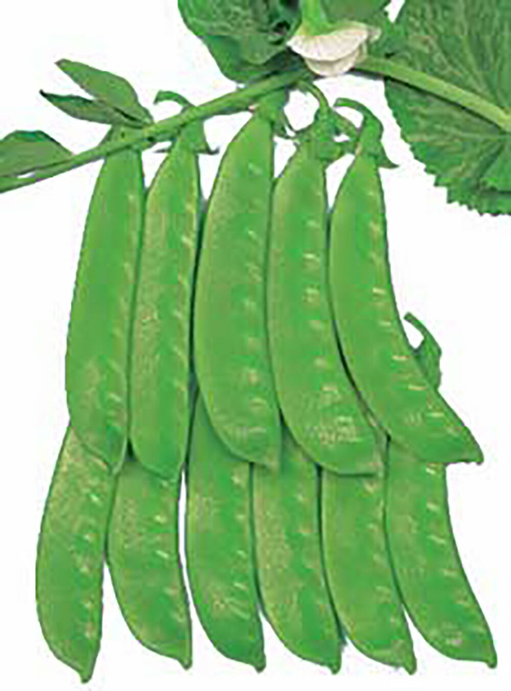 シルキー大莢 1L詰 さやえんどう サヤエンドウ 莢豌豆【丸種 種 たね タネ】【通常5倍 5のつく日はポイント10倍対象外商品ポイント3倍固定商品】