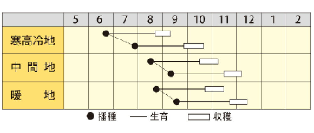 YR夏かなで 8000詰 大根 ダイコン だいこん 宇治交配 【丸種 種 たね タネ】【通常...