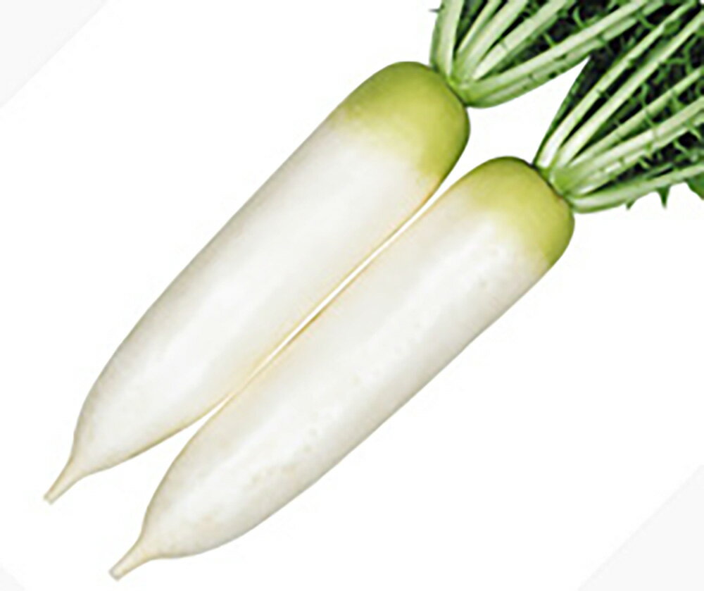 輝ひびき 2dl詰 大根 ダイコン だいこん 宇治交配 【丸種 種 たね タネ】【通常5倍 5のつく日はポイント10倍対象外商品ポイント3倍固定商品】