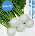 快慶 (かいけい) 20ml詰 かぶ カブ 蕪 宇治交配 【丸種 種 たね タネ】【通常5倍 5のつく日はポイント10倍対象外商品ポイント3倍固定商品】