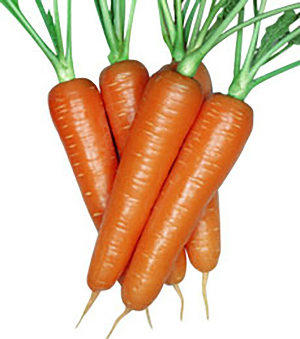 樂天商城 - 紅映二号 2dl詰 ニンジン にんじん 人参 宇治交配 【丸種 種 たね タネ】【通常5倍 5のつく日はポイント10倍対象外商品ポイント3倍固定商品】