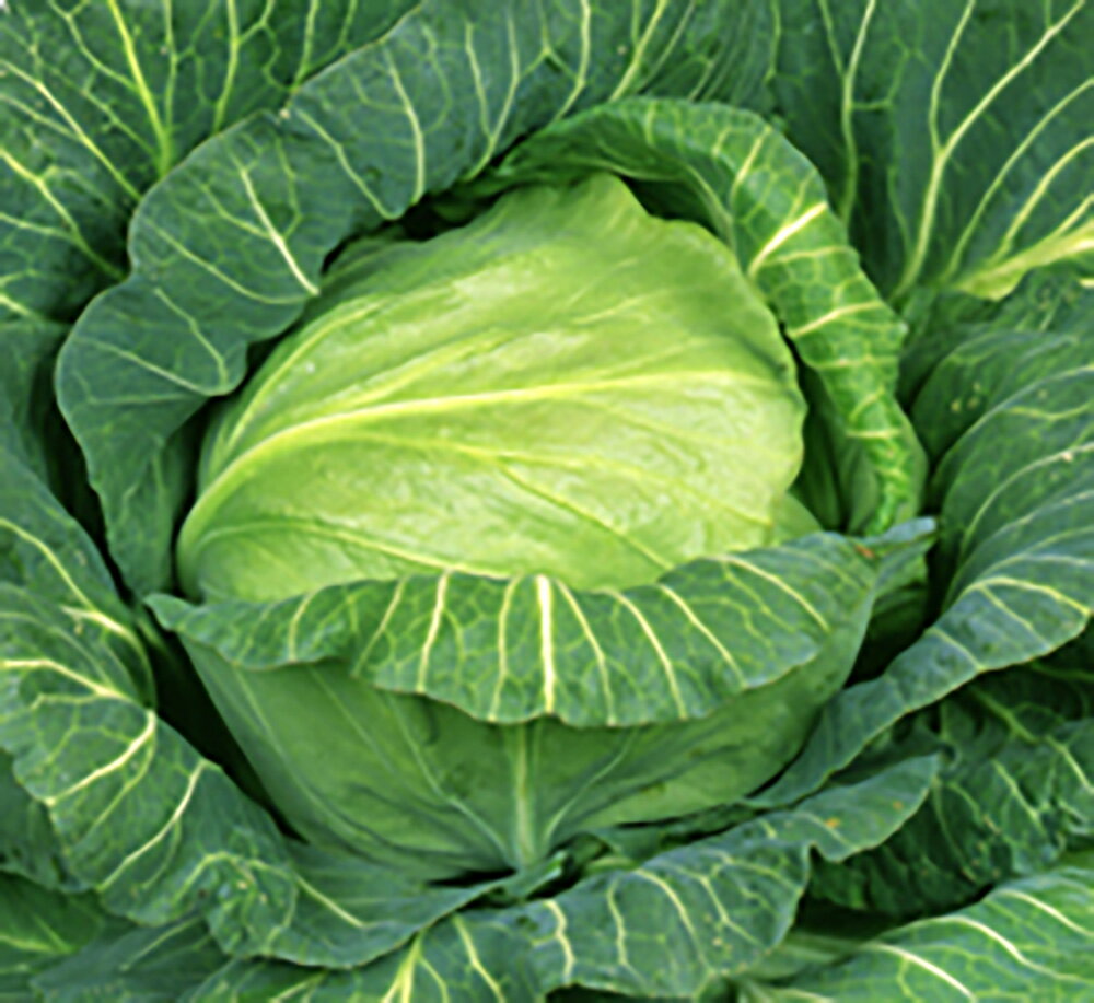 樂天商城 - 春よし 20ml詰 キャベツ 宇治交配 【丸種 種 たね タネ】【通常5倍 5のつく日はポイント10倍対象外商品ポイント3倍固定商品】