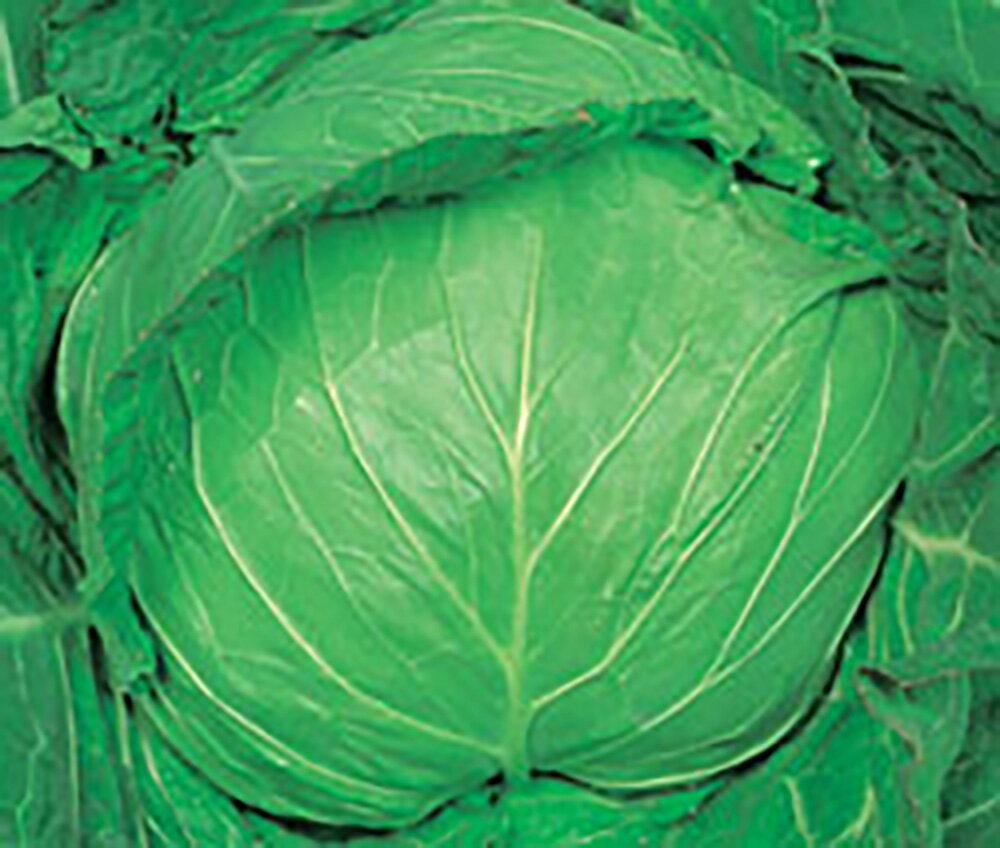 春宝 (はるたから) 20ml詰 キャベツ 宇治交配 【丸種 種 たね タネ】【通常5倍 5の...