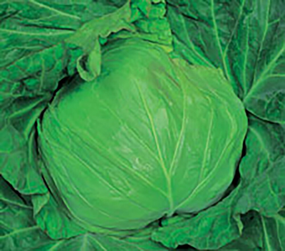 特急 (とっきゅう) 20ml詰 キャベツ 宇治交配 【丸種 種 たね タネ】【通常5倍 5の...