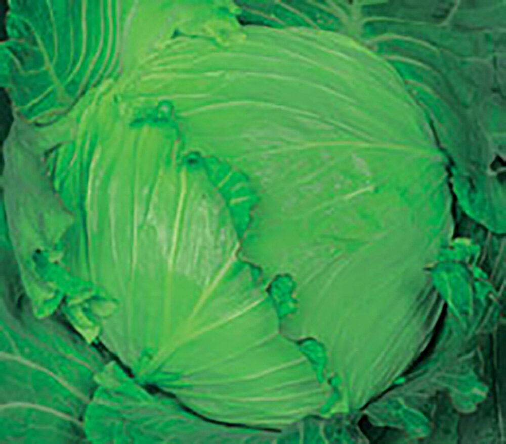 トップ 20ml詰 キャベツ 宇治交配 【丸種 種 たね タネ】【通常5倍 5のつく日はポイント10倍対象外商品ポイント3倍固定商品】