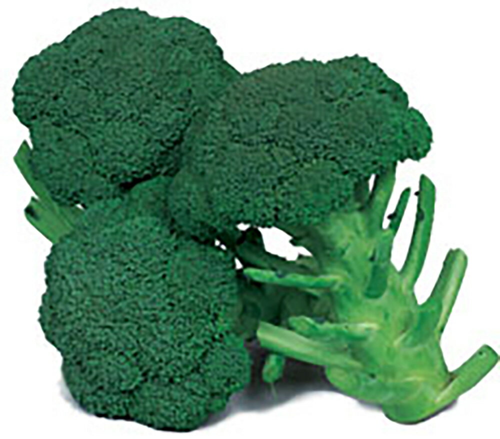 中早生グリーンポート 20ml詰 ブロッコリー 宇治交配 【丸種 種 たね タネ】【通常5倍 5のつく日はポイント10倍対象外商品ポイント3倍固定商品】