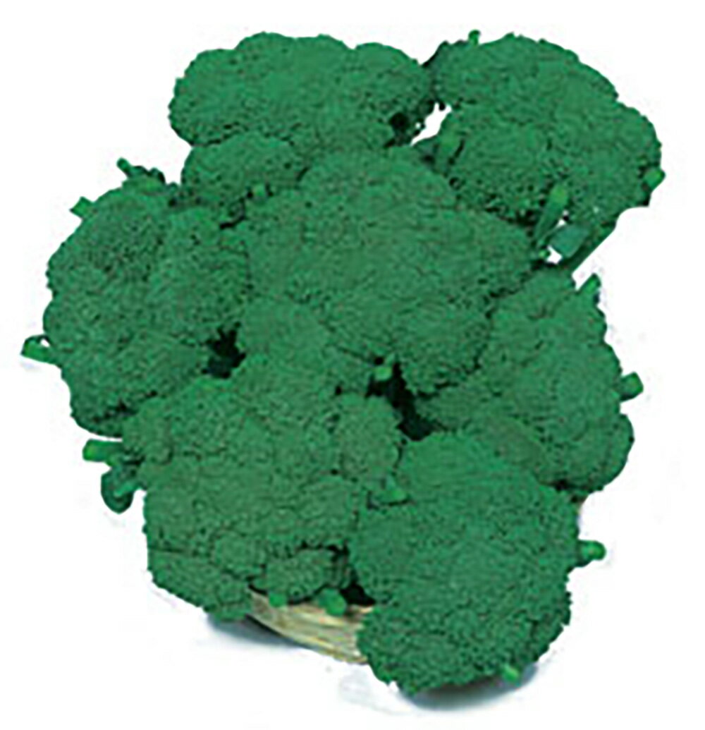 緑山 (りょくざん) 20ml詰 ブロッコリー 宇治交配 【丸種 種 たね タネ】【通常5倍...