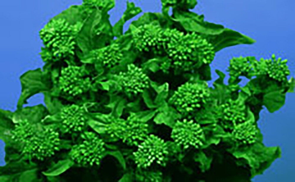 CR京の春 2dl詰 菜花 ナバナ なばな 宇治交配 【丸種 種 たね タネ】【通常5倍 5のつく日はポイント10倍対象外商品ポイント3倍固定商品】