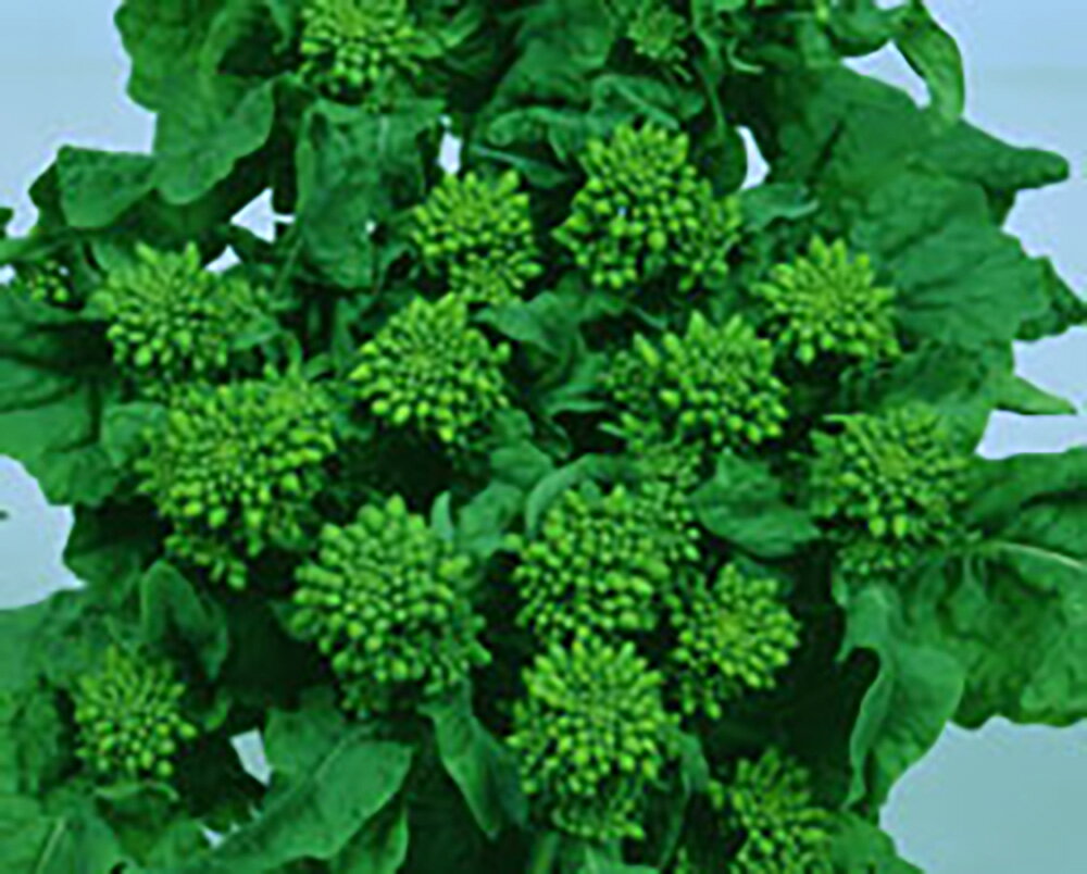 樂天商城 - 花ぐるま 2dl詰 菜花 ナバナ なばな 宇治交配 【丸種 種 たね タネ】【通常5倍 5のつく日はポイント10倍対象外商品ポイント3倍固定商品】