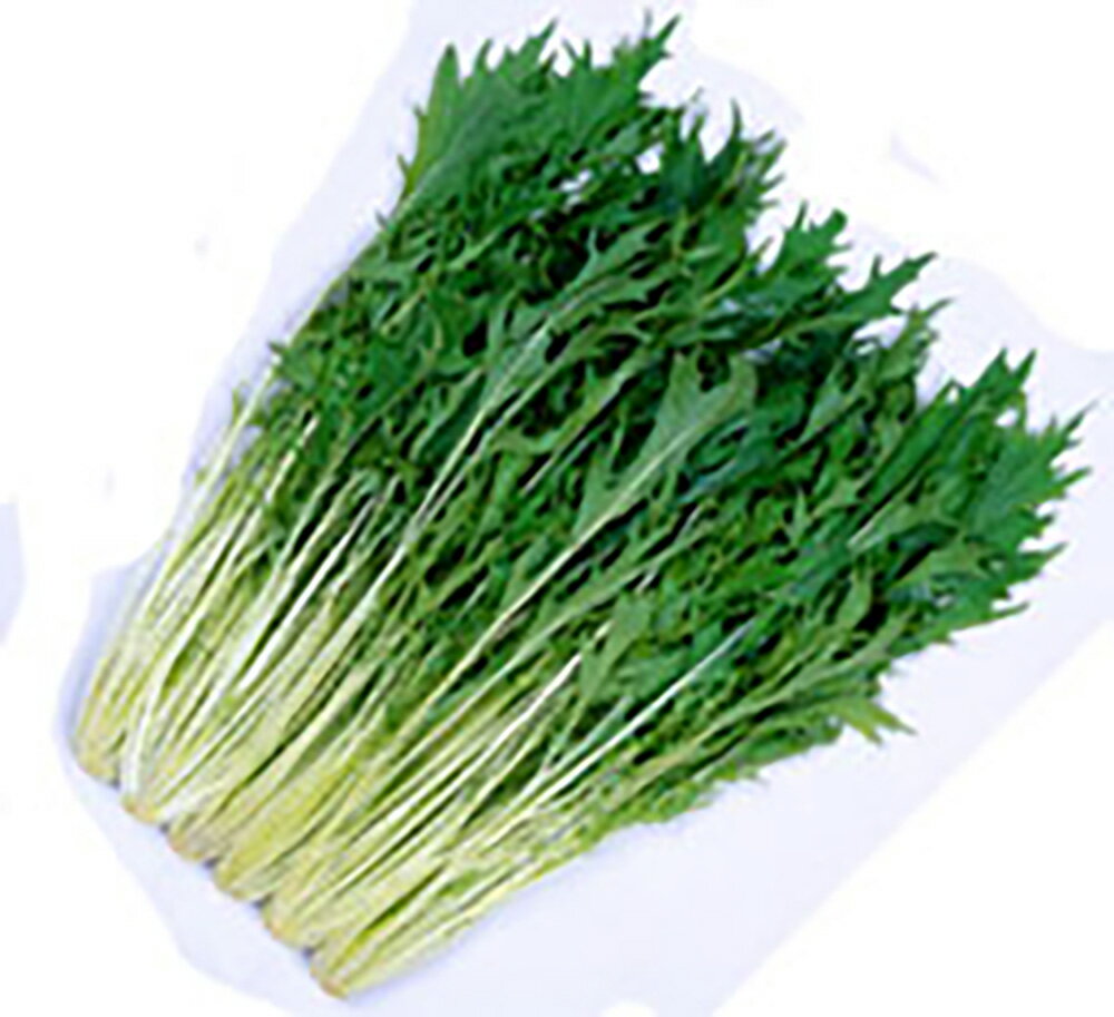 樂天商城 - 金賞 早生はりはり605京水菜 コート5000粒 水菜 ミズナ みずな【丸種 種 たね タネ】【通常5倍 5のつく日はポイント10倍対象外商品ポイント3倍固定商品】