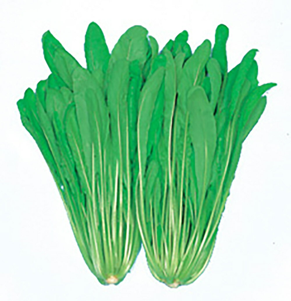 樂天商城 - 金賞 早生壬生菜 2dl詰 壬生菜 ミブナ みぶな【丸種 種 たね タネ】【通常5倍 5のつく日はポイント10倍対象外商品ポイント3倍固定商品】