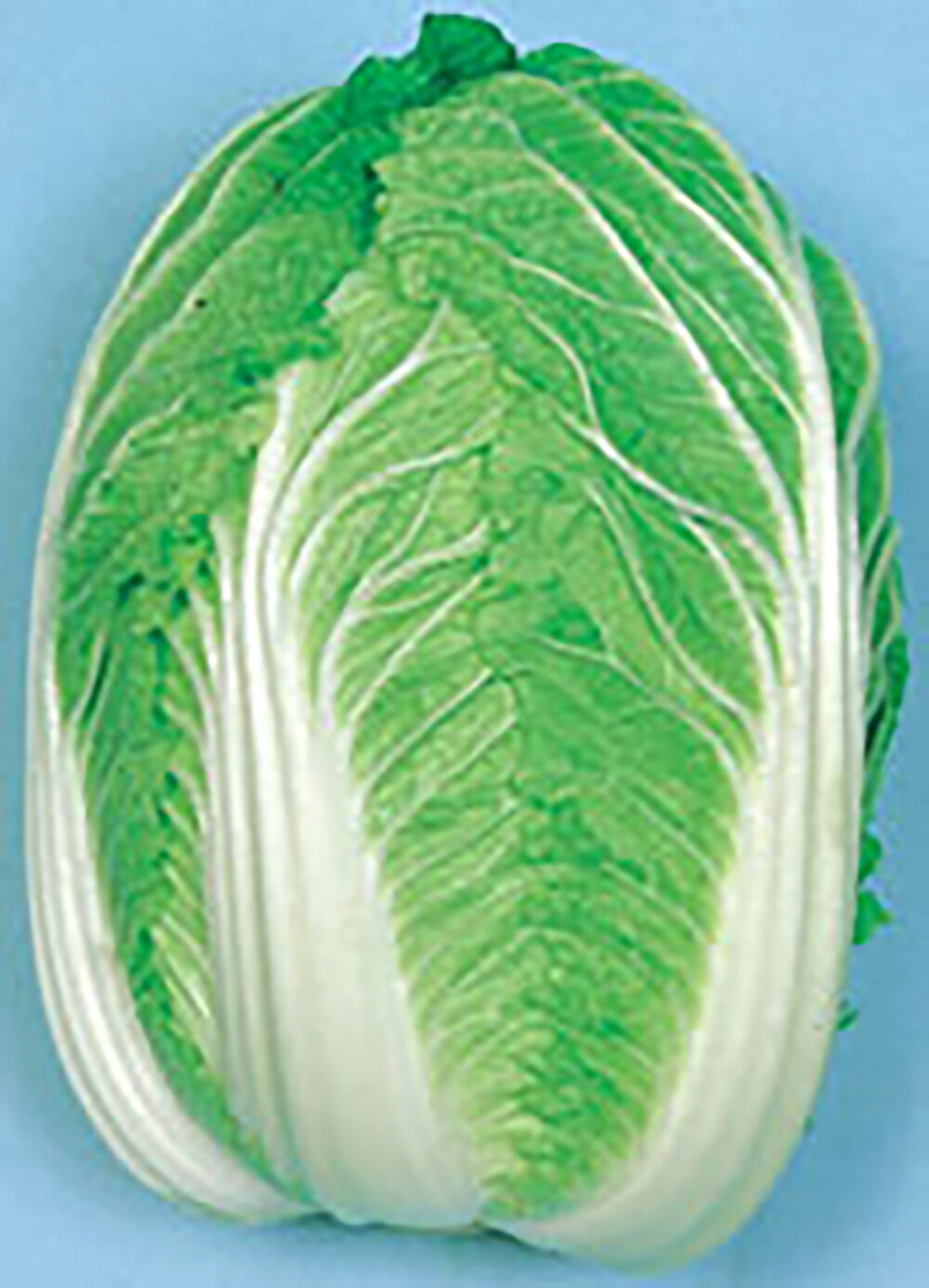 樂天商城 - CR京たから80 20ml詰 白菜 ハクサイ はくさい 宇治交配 【丸種 種 たね タネ】【通常5倍 5のつく日はポイント10倍対象外商品ポイント3倍固定商品】