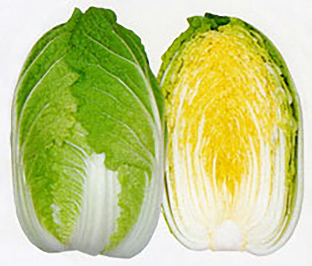 黄作60(きさく) 20ml詰 白菜 ハクサイ はくさい 宇治交配 【丸種 種 たね タネ】【通常5倍 5のつく日はポイント10倍対象外商品ポイント3倍固定商品】