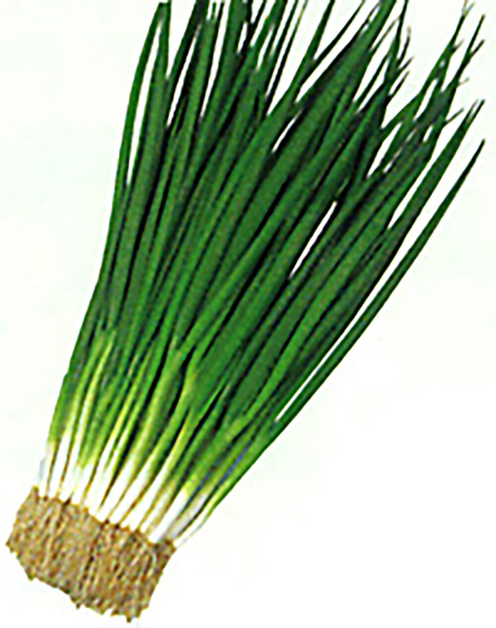 樂天商城 - 金賞 九条太 2dl缶詰 葱 ネギ ねぎ【丸種 種 たね タネ】【通常5倍 5のつく日はポイント10倍対象外商品ポイント3倍固定商品】