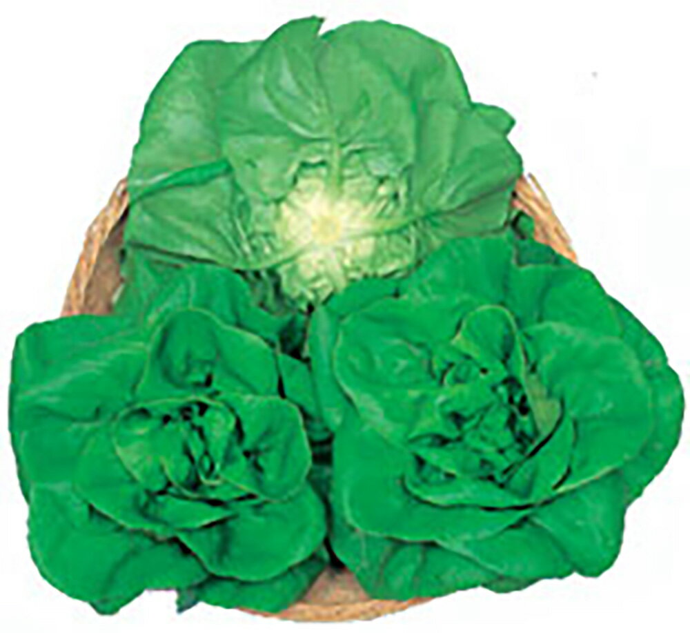 ���饰�꡼�� ������5000γ �쥿���ڴݼ� �� ���� ���ۡ͡��̾�5�� 5�ΤĤ����ϥݥ����10���оݳ����ʥݥ����3�ܸ��꾦�ʡ�