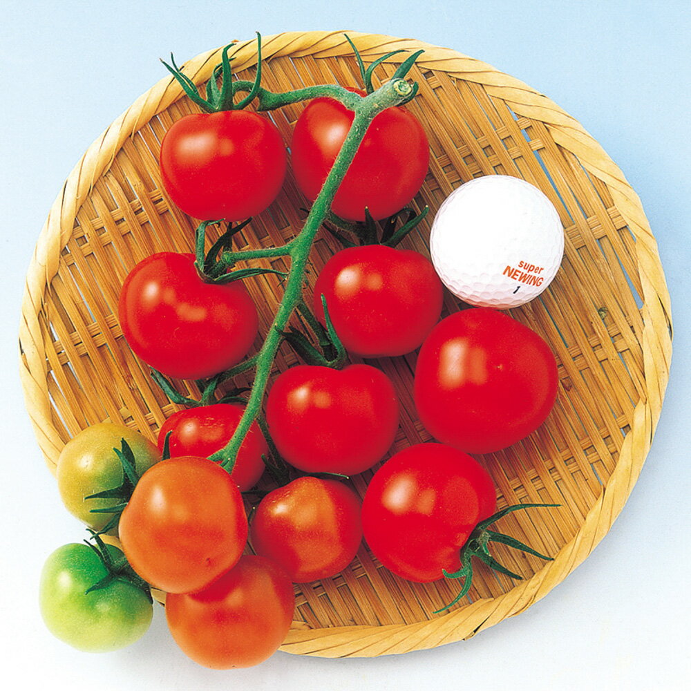 スーパーミディ 1000粒 トマト とまと 蕃茄 F1 中原採種場 【中原採種場 種 たね タネ 】【通常5倍 5のつく日はポイント10倍】