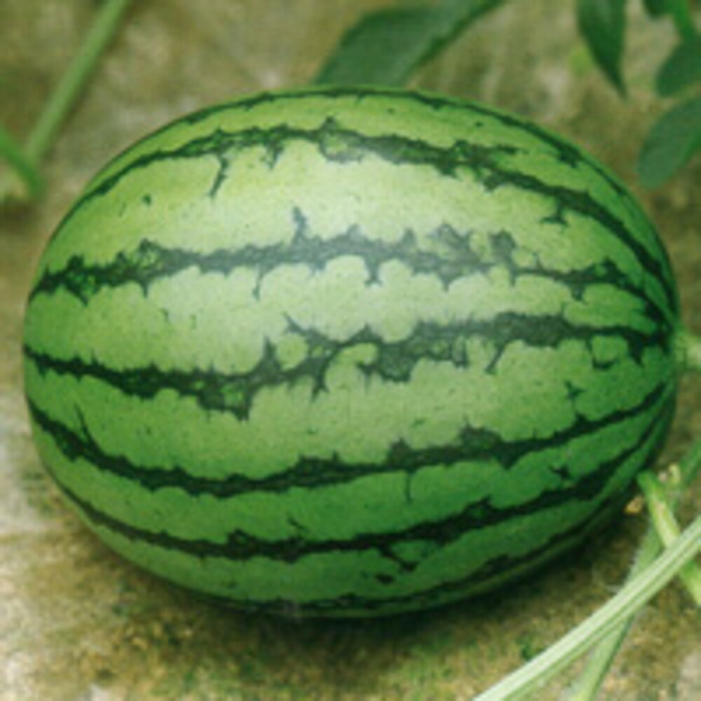 姫山笠H 200粒 スイカ すいか 西瓜 F1 中原採種場 【中原採種場 種 たね タネ 】【通常5倍 5のつく日はポイント10倍】