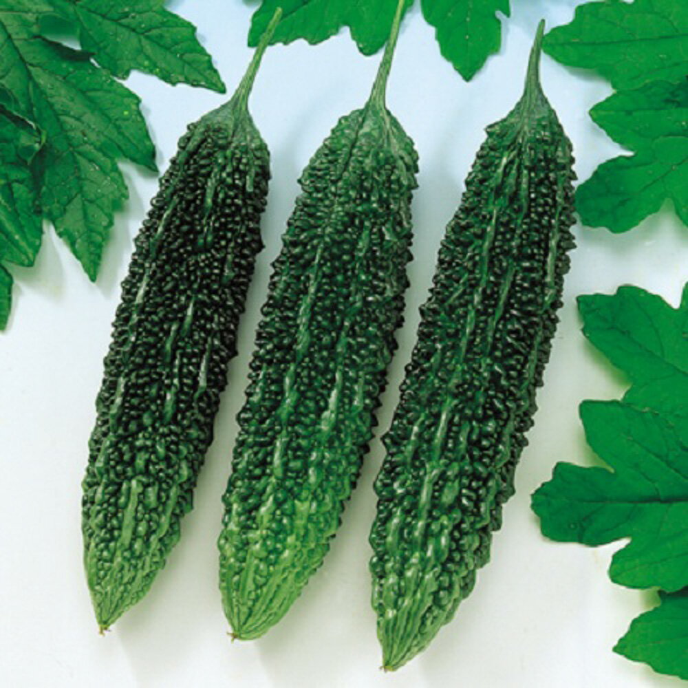 節成ゴーヤ280 500粒 苦瓜 ゴーヤ ごーや ニガウリ にがうり F1 中原採種場 【中原採種場 種 たね タネ 】【通常5倍 5のつく日はポイント10倍】