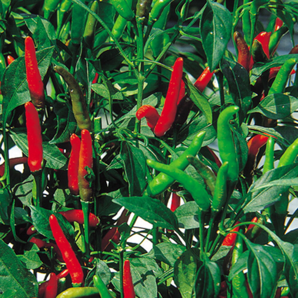 �����[ ��̒܌^  1000�� ���h�q �Ƃ����炵 �g�E�K���V �����̎��  �����̎�� �� ���� �^�l   �ʏ�5�{ 5�̂�����  