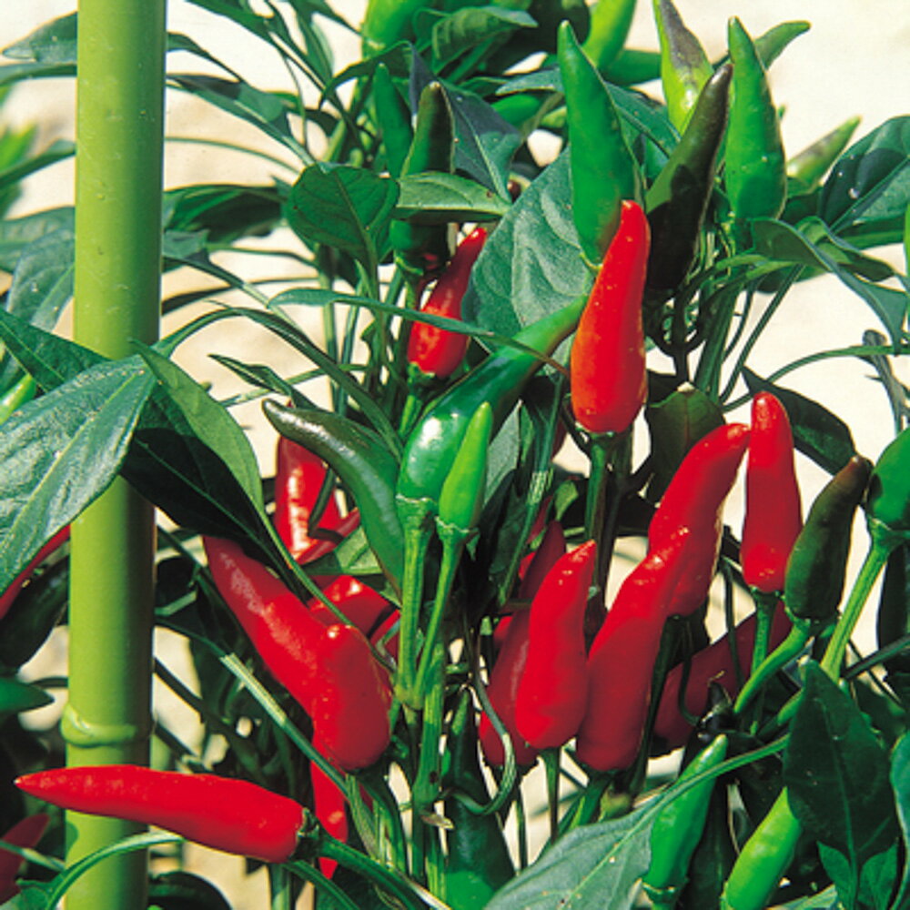 辛八房（肉太型） 1000粒 唐辛子 とうがらし トウガラシ 中原採種場 【中原採種場 種 たね タネ 】【通..