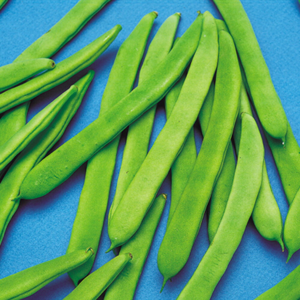 改良アメリカ（つるあり） 1L 隠元豆 インゲンマメ いんげんまめ 中原採種場 【中原採種場 種 たね タネ 】【通常5倍 5のつく日はポイント10倍】