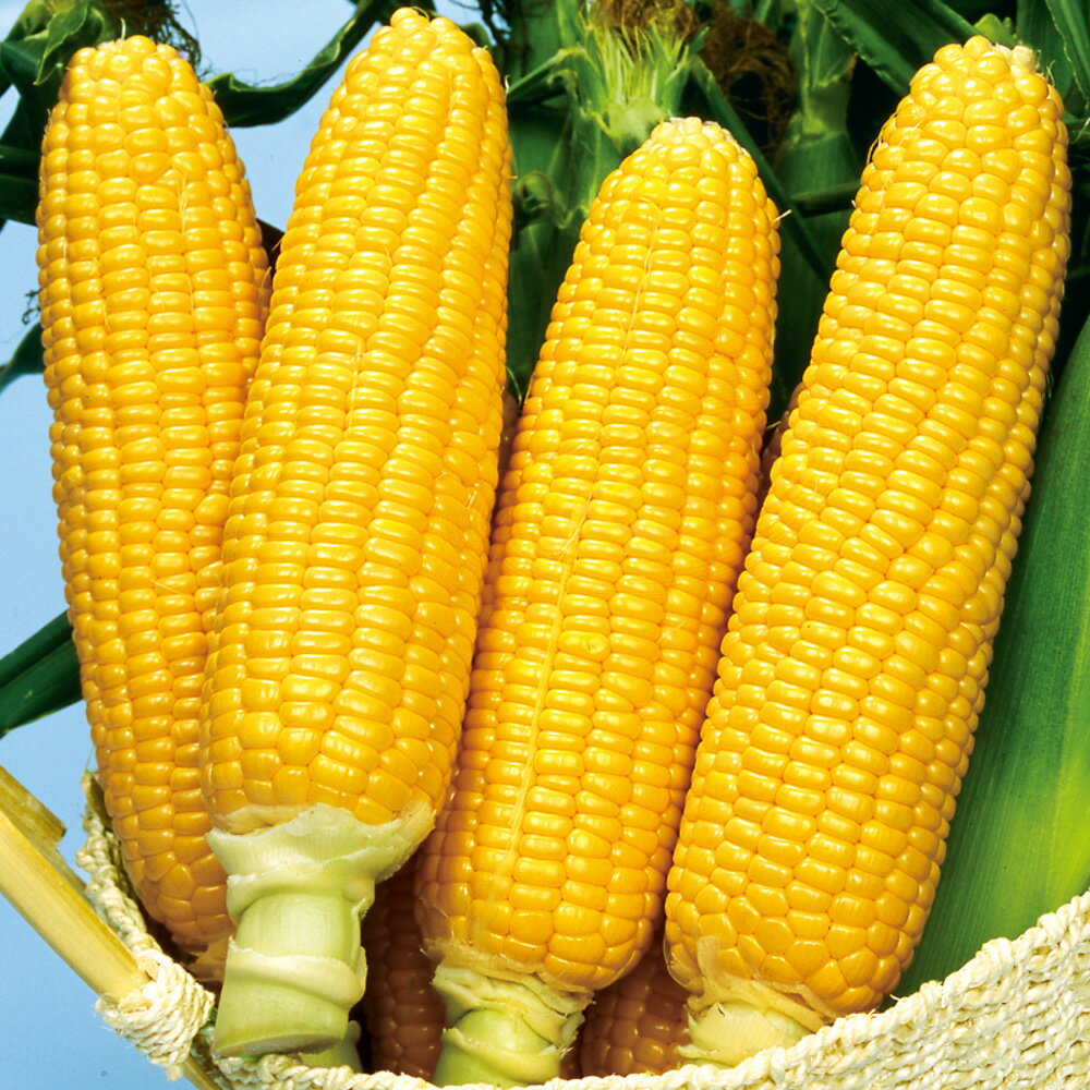 楽天市場】とうもろこし 種 2000粒の通販