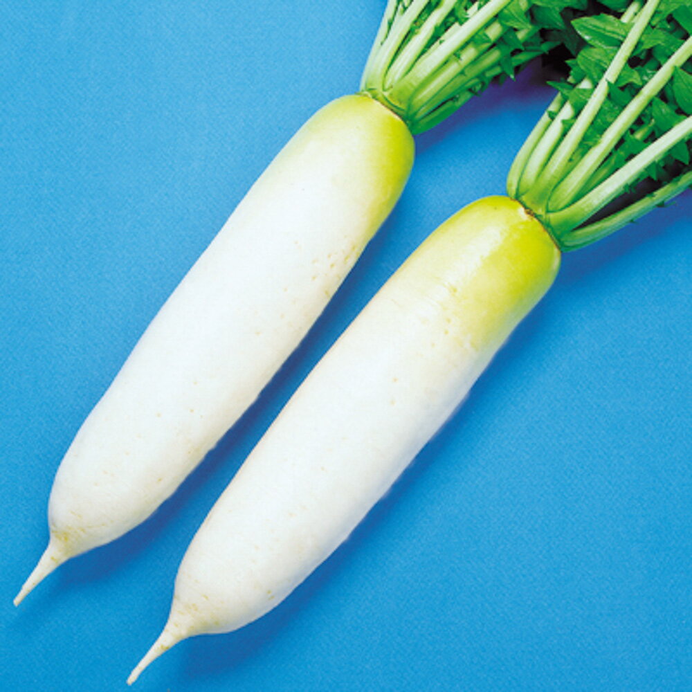 家庭菜園に絶対的人気、揃い抜群、美味な青首総太！